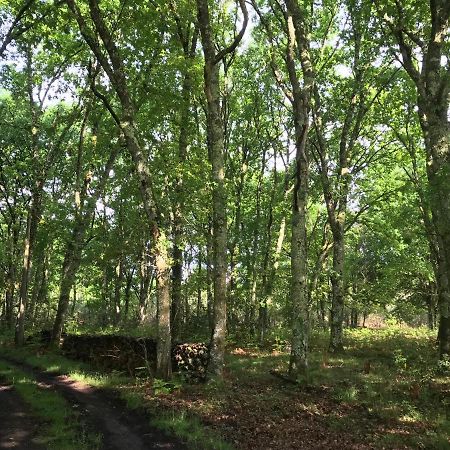 Spa et détente au cœur de la forêt des Landes Vila Luglon Exterior foto