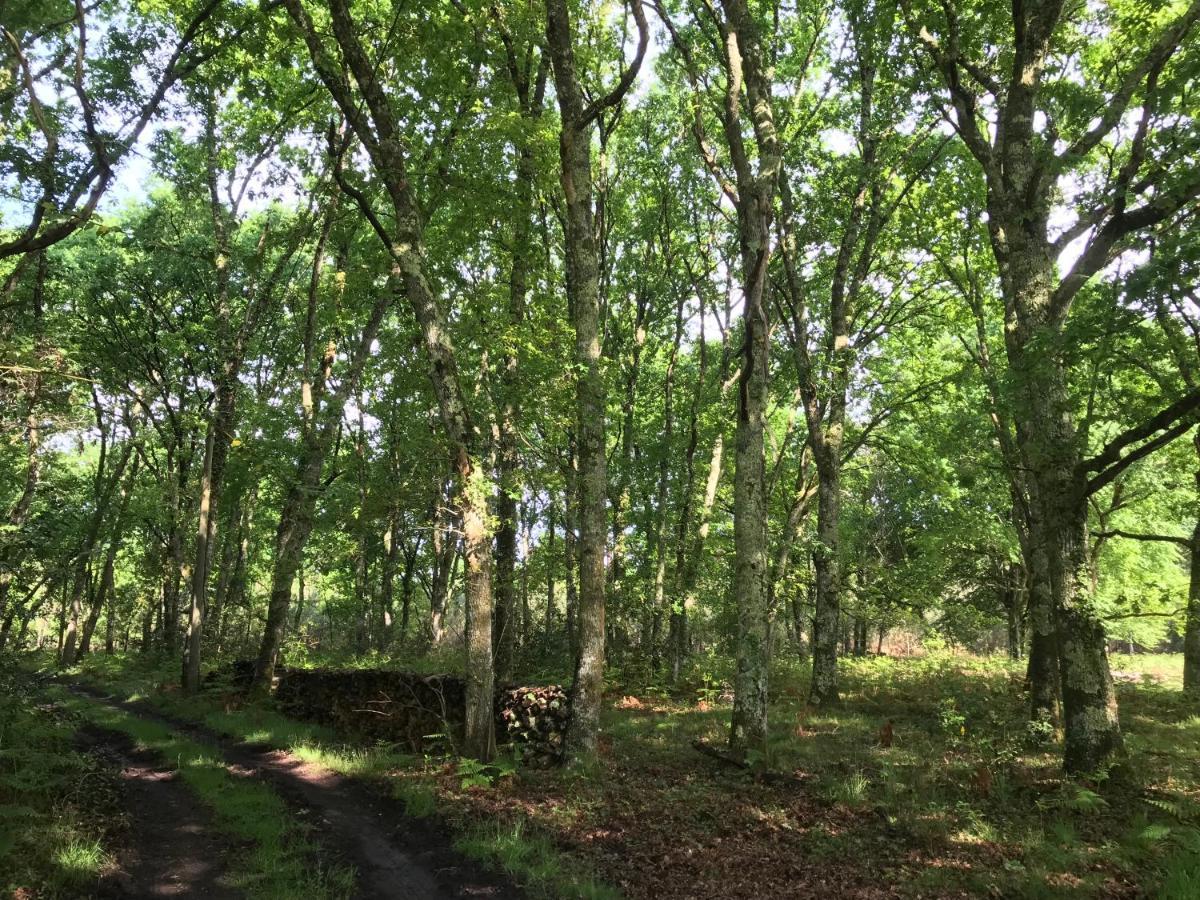 Spa et détente au cœur de la forêt des Landes Vila Luglon Exterior foto